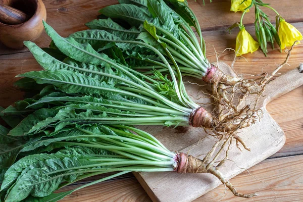 Raíces Frescas Onagra Con Rosetas Primer Año —  Fotos de Stock