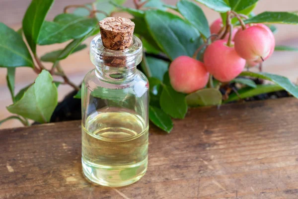 Бутылка Эфирного Масла Зимними Листьями Ягодами — стоковое фото