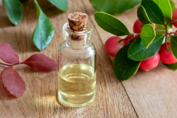 Una Botella Aceite Esencial Con Hojas Bayas —  Fotos de Stock