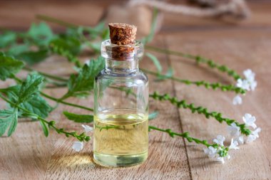 Ortak Mine çiçeği esans taze çiçek açan verbena officinalis üretim tesisi ile bir şişe