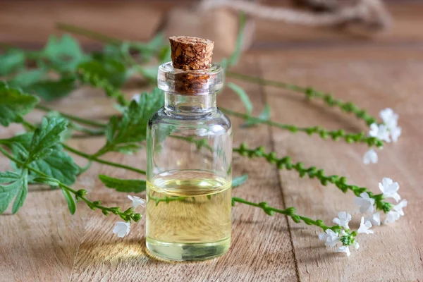 Bottle Common Vervain Essential Oil Fresh Blooming Verbena Officinalis Plant — Stock Photo, Image