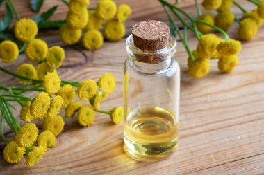 Ortak solucan otu esans taze çiçek açan Pire otu vulgare üretim tesisi ile bir şişe