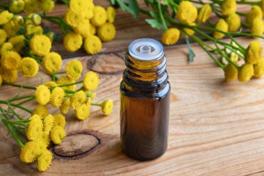 Ortak solucan otu esans taze çiçek açan Pire otu vulgare üretim tesisi ile bir şişe