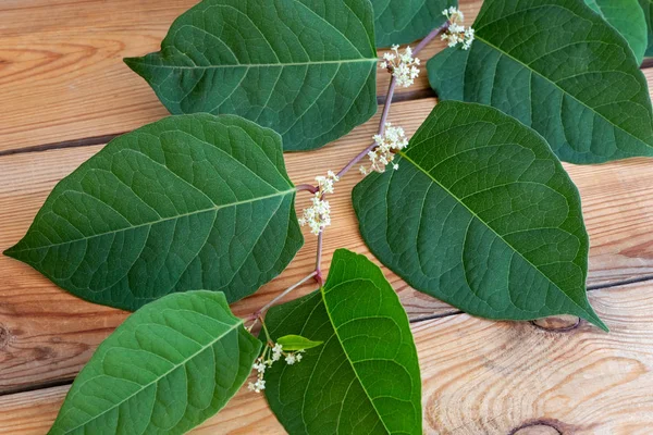 Bir tabloda Japon knotweed şube açan