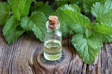 Esans rustik ahşap arka plan üzerinde taze melissa ile bir şişe