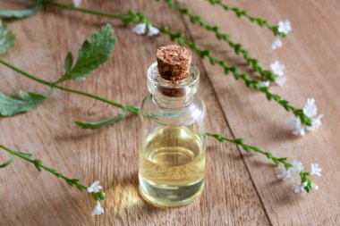 Ortak Mine çiçeği esans bir masaya taze verbena officinalis çiçek ile bir şişe