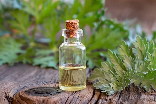 Una Botella Aceite Esencial Ajenjo Con Artemisia Planta Absenta Fresca —  Fotos de Stock