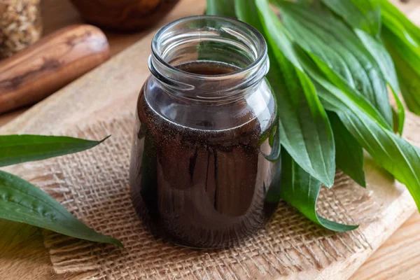 Homemade Ribwort Plantain Syrup Cough Fresh Plant — Stock Photo, Image