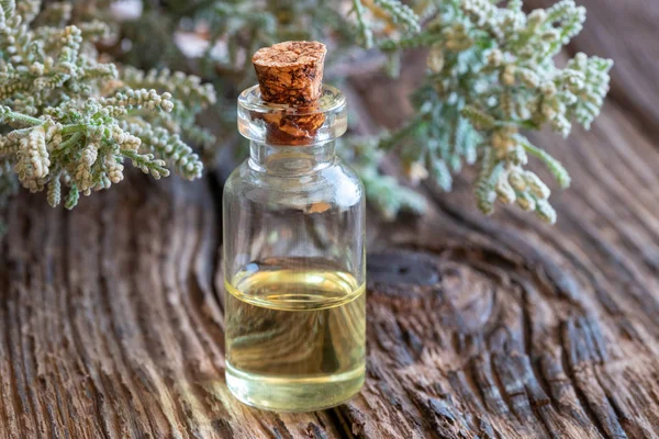 Una Botella Aceite Esencial Con Ramitas Santolina Chamaecyparissus Frescas — Foto de Stock