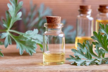 Taze Artemisia Absinthium dallı bir şişe pelin otu yağı.