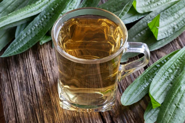 A cup of ribwort plantain tea against cough with fresh plant