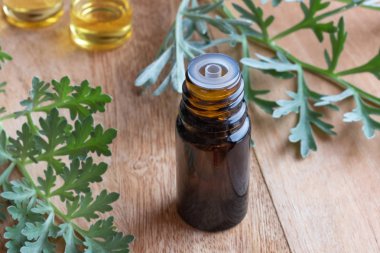 Taze Artemisia Absinthium dallı bir şişe pelin otu yağı.