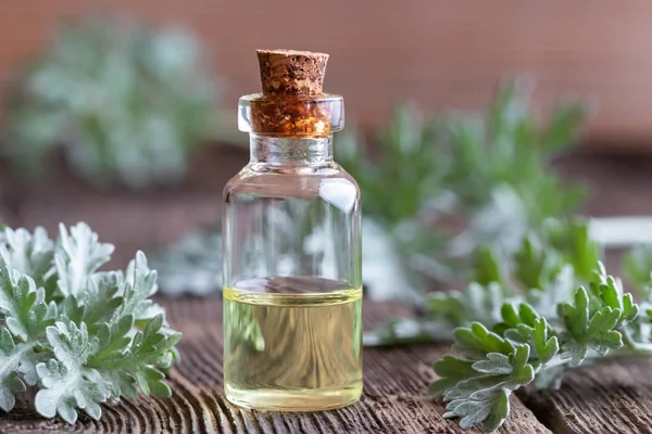 Een Fles Van Alsem Etherische Olie Met Verse Artemisia Absinthium — Stockfoto