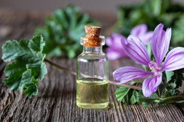 Taze Malva Sylvestris bitkisi içeren bir şişe normal mallow yağı.