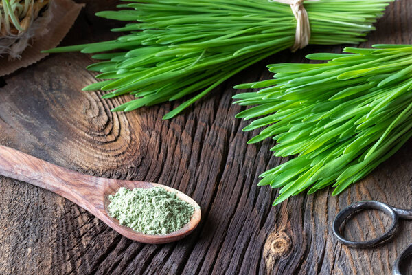 Barley grass powder on a spoon with freshly harvested blades on a rustic background