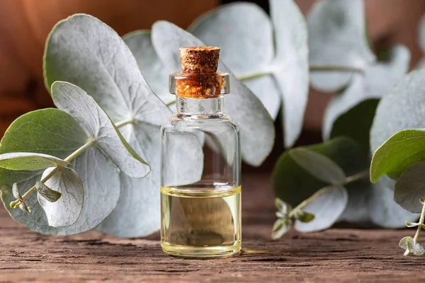 Een Fles Etherische Olie Met Verse Eucalyptus Twijgen — Stockfoto