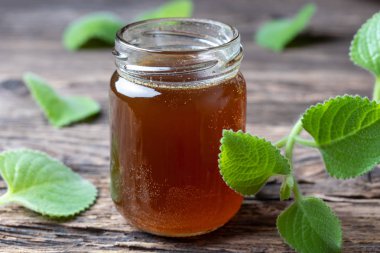 Taze Plectranthus argentatus bitkisiyle soğuk algınlığına karşı bir kavanoz gümüş serpinti şurubu.