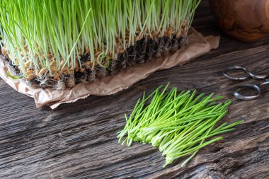 Kırsal bir zeminde taze yetişmiş arpa otları.