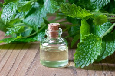 Taze Melissa ile birlikte bir şişe gerekli yağ.