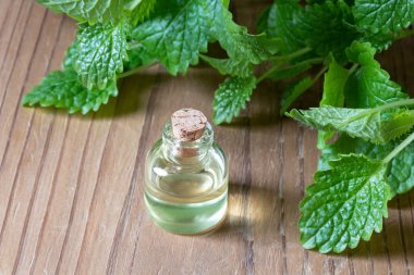 Esans taze melissa dallar ile bir şişe