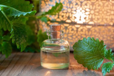 Taze Melissa ile birlikte bir şişe gerekli yağ.