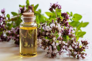 A bottle of essential oil with fresh blooming oregano twigs on a white background