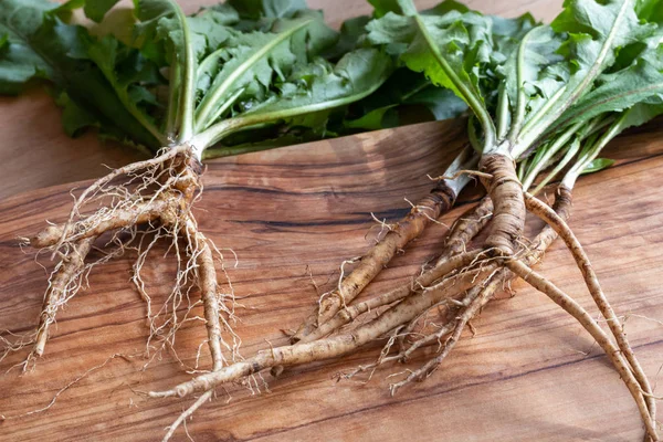 Dandelion root and whole plant