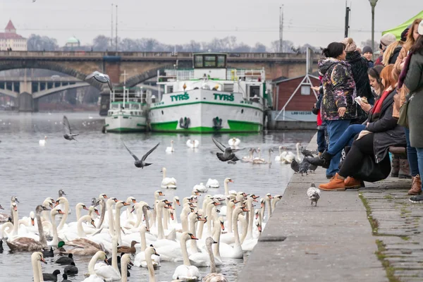 Prague Tsjechië December 2017 Flock Van Zwaan Oever Van Naplavka — Stockfoto