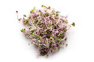 Beyaz arka planda taze pembe turp filizleri, üst manzara.