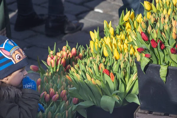 Prague Tsjechië Februari 2019 Gele Tulpen Tentoongesteld Boerenmarkt Oever Van — Stockfoto