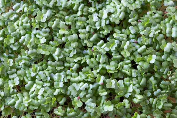 Jonge homegrown broccoli microgreens — Stockfoto
