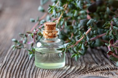 Bir şişe kekik yağı ve taze kekik.