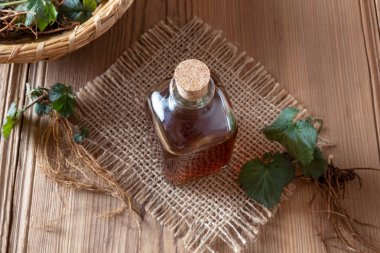 Bitki Bennet tentür ile taze Geum urbanum bitki