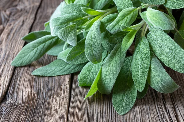 Fresh sage leaves on a rustic background — Stock Photo, Image