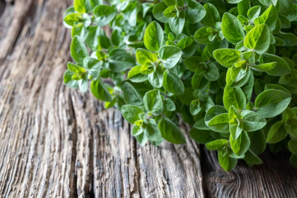 Ranting oregano segar pada latar belakang pedesaan — Stok Foto