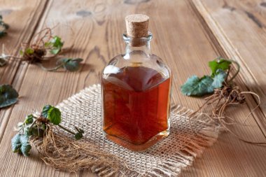 Bitki Bennet tentür ile taze Geum urbanum bitki kökleri ile