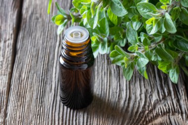 Bir şişe kekik esans dal taze kekik ile