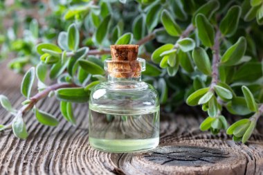 Mercanköşk esans mercanköşk dallar ile bir şişe