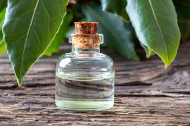 Defne yaprağı esans taze defne yaprağı ile bir şişe