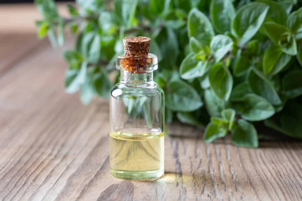 Sebotol minyak esensial oregano dengan oregano segar — Stok Foto