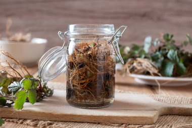 Bitki Bennet tentür taze kökleri üzerinden hazırlanması