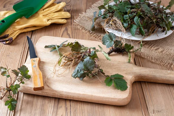 Unge Herb Bennet planter med rødder på et bord - Stock-foto