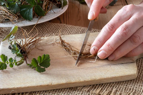 Manos cortando raíces de Herb Bennet con un cuchillo — Foto de Stock