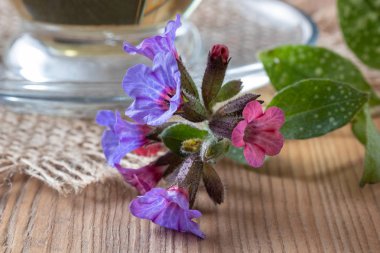 Bir masaya taze lungwort çiçek detay