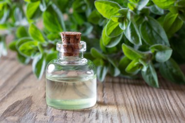 Bir şişe kekik esans taze kekik ile