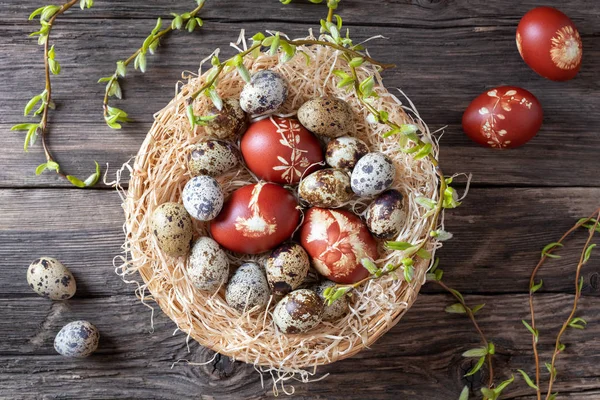 Paskalya yumurtaları soğan kabukları ve Bıldırcın yumurta ile boyalı — Stok fotoğraf