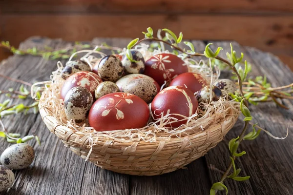 Paskalya yumurtaları soğan kabukları ve Bıldırcın yumurta ile boyalı — Stok fotoğraf