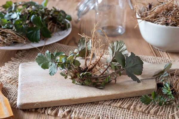 Ung Herb Bennet plante med rødder på et bord - Stock-foto