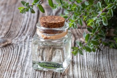 Bir şişe marjoram esans yağı ve taze marjoram.