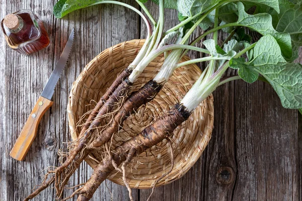 Plantas de bardana con raíces y con tintura de bardana —  Fotos de Stock